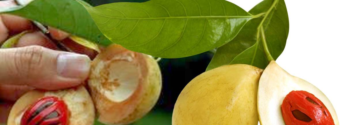 Grenada Nutmeg