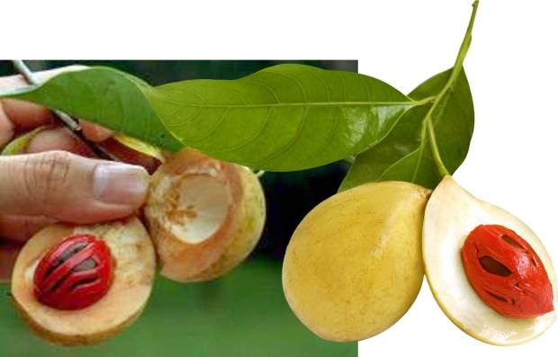 Grenada Nutmeg