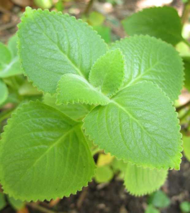 Grenadian seasoning - Big thyme